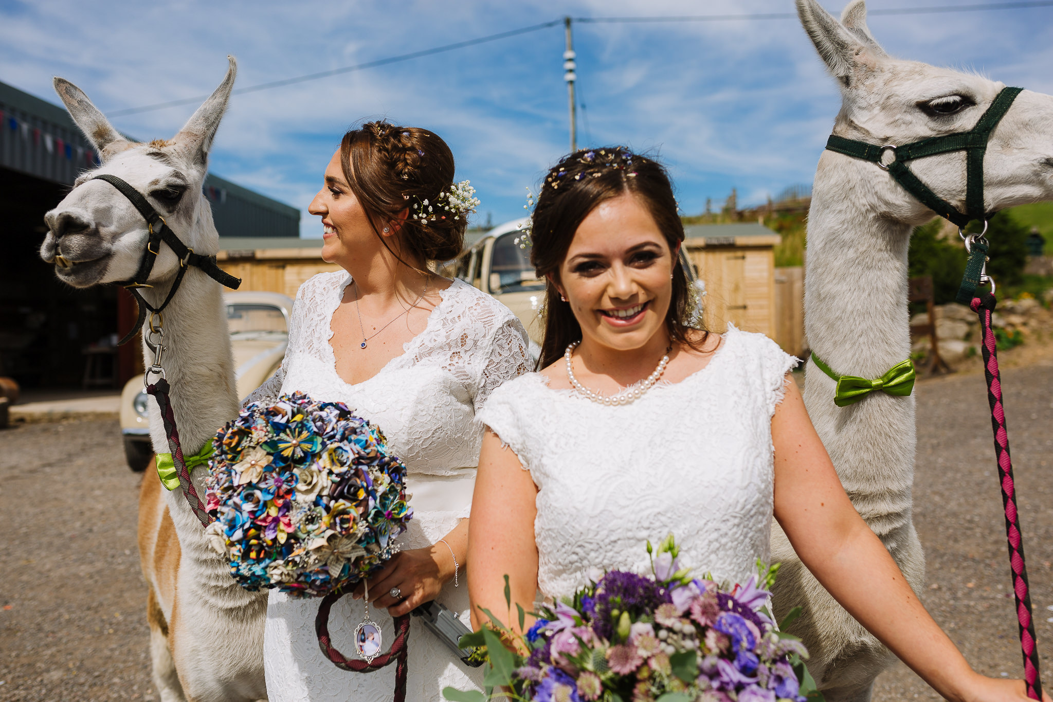 same sex couple take llamas for a walk at bolton quirky wedding venue