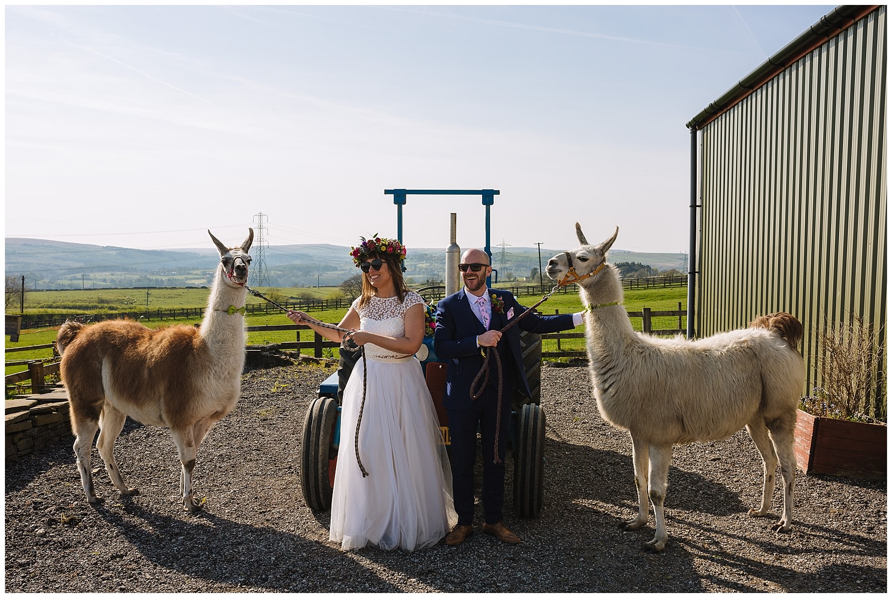 Bride and groom and llamas at the wellbeing farm